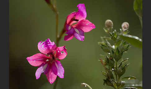 Illyrische Siegwurz (Gladiolus illyricus)