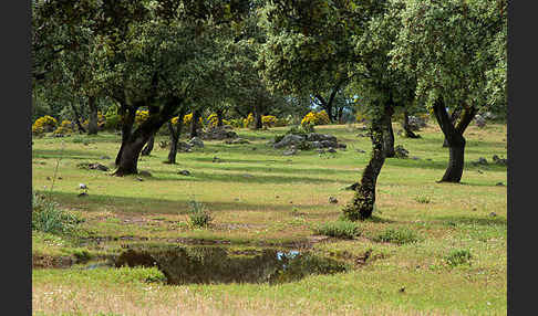 Steineiche (Quercus ilex)