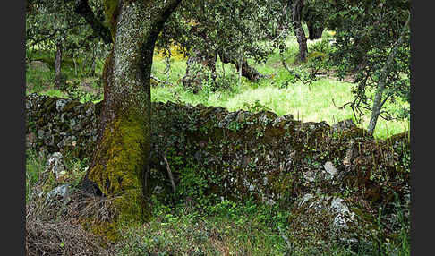 Steineiche (Quercus ilex)