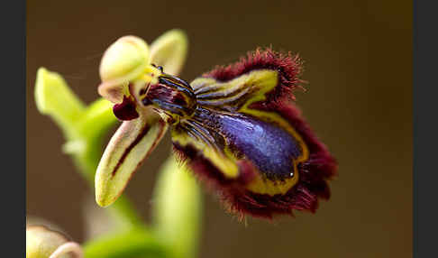 Spiegel-Ragwurz (Ophrys speculum)