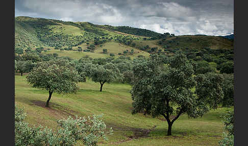 Steineiche (Quercus ilex)