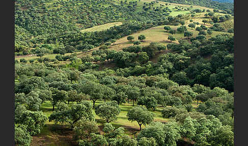 Steineiche (Quercus ilex)