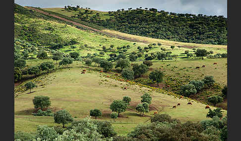 Steineiche (Quercus ilex)