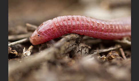 Maurische Netzwühle (Blanus cinereus)