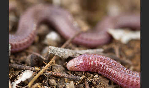 Maurische Netzwühle (Blanus cinereus)