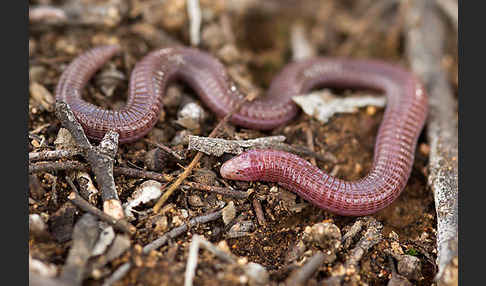 Maurische Netzwühle (Blanus cinereus)