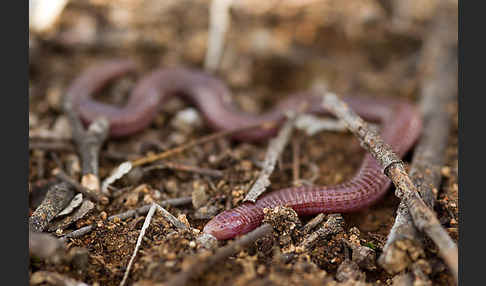 Maurische Netzwühle (Blanus cinereus)