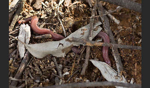 Maurische Netzwühle (Blanus cinereus)