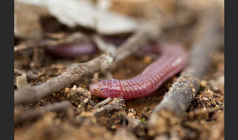 Maurische Netzwühle (Blanus cinereus)