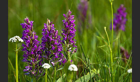 Breitblättrige Kuckucksblume (Dactylorhiza majalis)