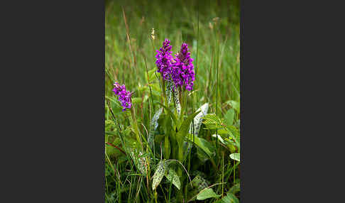 Breitblättrige Kuckucksblume (Dactylorhiza majalis)