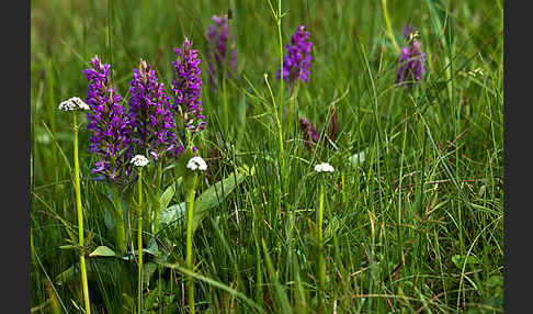 Breitblättrige Kuckucksblume (Dactylorhiza majalis)