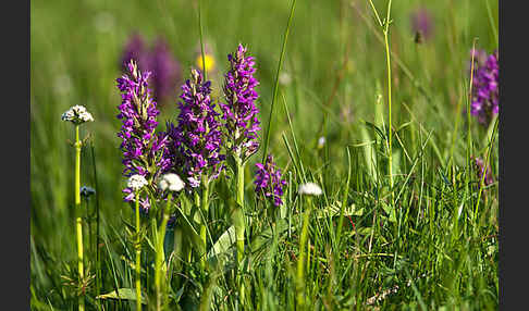 Breitblättrige Kuckucksblume (Dactylorhiza majalis)