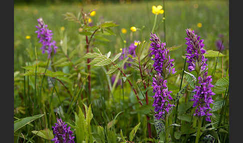 Breitblättrige Kuckucksblume (Dactylorhiza majalis)