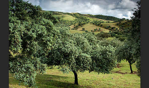 Steineiche (Quercus ilex)