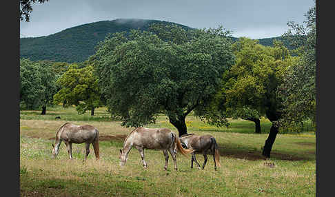 Hauspferd (Equus caballus)