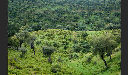 Steineiche (Quercus ilex)