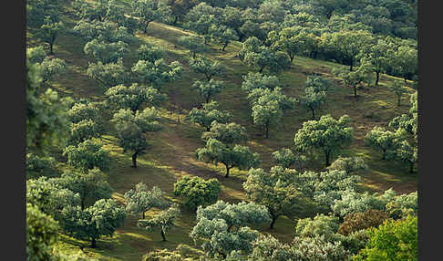 Steineiche (Quercus ilex)