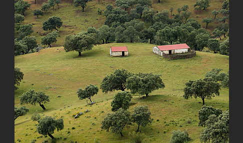 Steineiche (Quercus ilex)