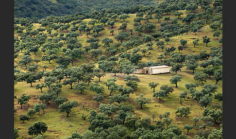 Steineiche (Quercus ilex)