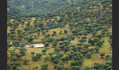 Steineiche (Quercus ilex)