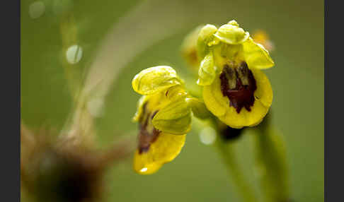 Gelbe Ragwurz (Ophrys lutea)