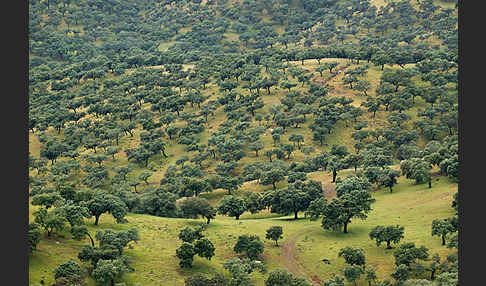 Steineiche (Quercus ilex)