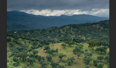 Steineiche (Quercus ilex)