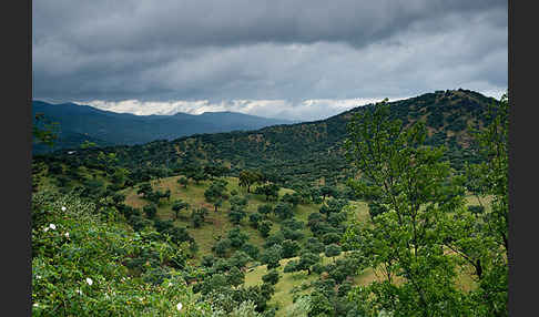 Steineiche (Quercus ilex)