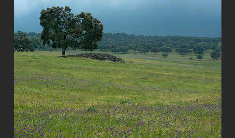 Steineiche (Quercus ilex)