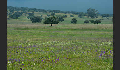 Steineiche (Quercus ilex)