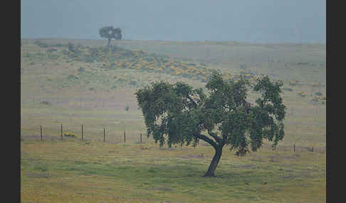 Steineiche (Quercus ilex)