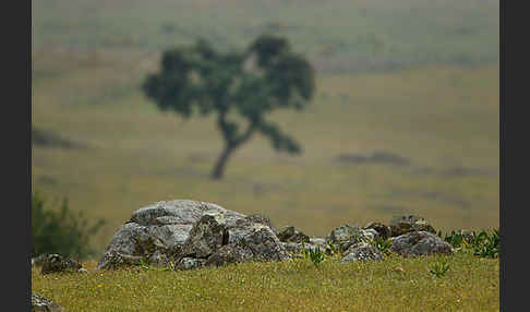 Steineiche (Quercus ilex)