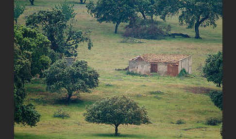 Steineiche (Quercus ilex)