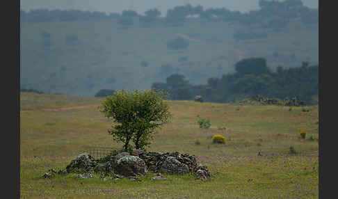 Steineiche (Quercus ilex)