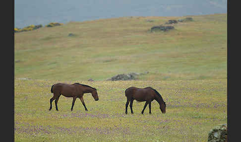 Hauspferd (Equus caballus)