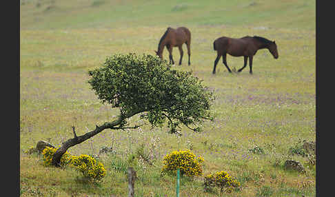 Hauspferd (Equus caballus)