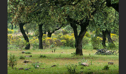 Steineiche (Quercus ilex)