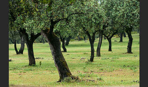 Steineiche (Quercus ilex)