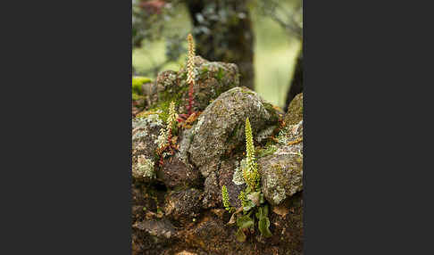 Felsen-Nabelkraut (Umbilicus rupestris)