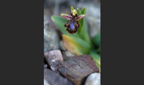 Spiegel-Ragwurz (Ophrys speculum)