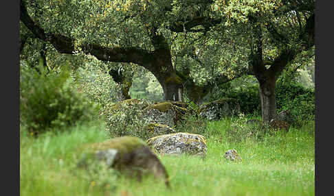 Steineiche (Quercus ilex)