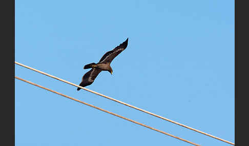 Steppenadler (Aquila nipalensis)