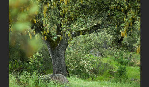 Steineiche (Quercus ilex)