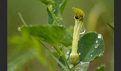 Wenignervige Osterluzei (Aristolochia paucinervis)