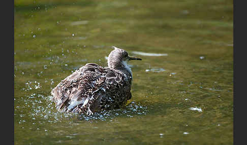 Kampfläufer (Philomachus pugnax)