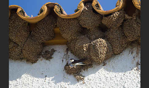 Mehlschwalbe (Delichon urbica)