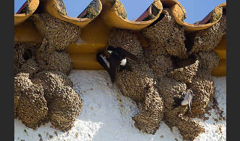 Mehlschwalbe (Delichon urbica)