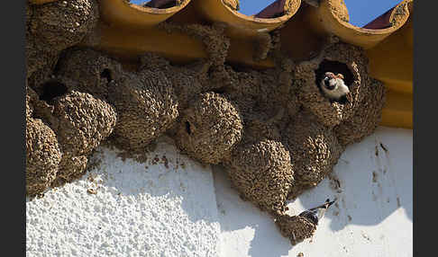 Mehlschwalbe (Delichon urbica)