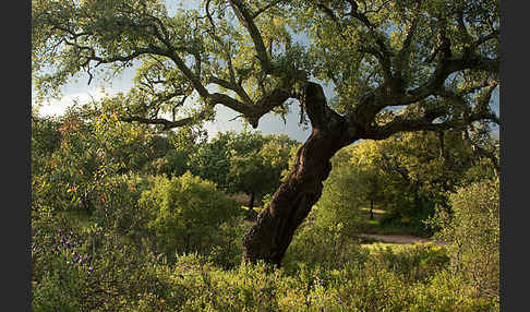 Kork-Eiche (Quercus suber)